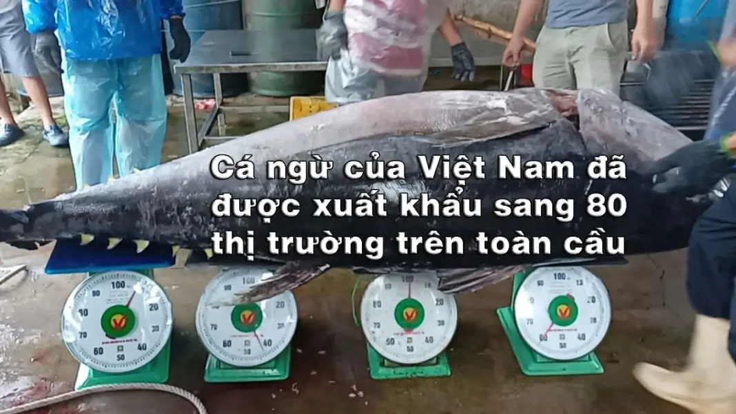 Cá ngừ của Việt Nam đã được xuất khẩu sang 80 thị trường trên toàn cầu