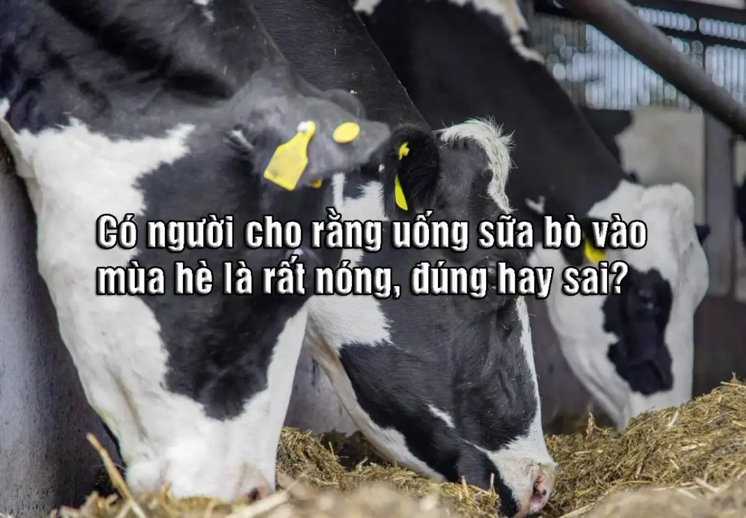 Có người cho rằng uống sữa bò vào mùa hè là rất nóng, đúng hay sai?