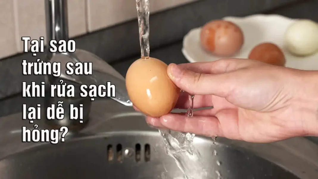 Tại sao trứng sau khi rửa sạch lại dễ bị hỏng?