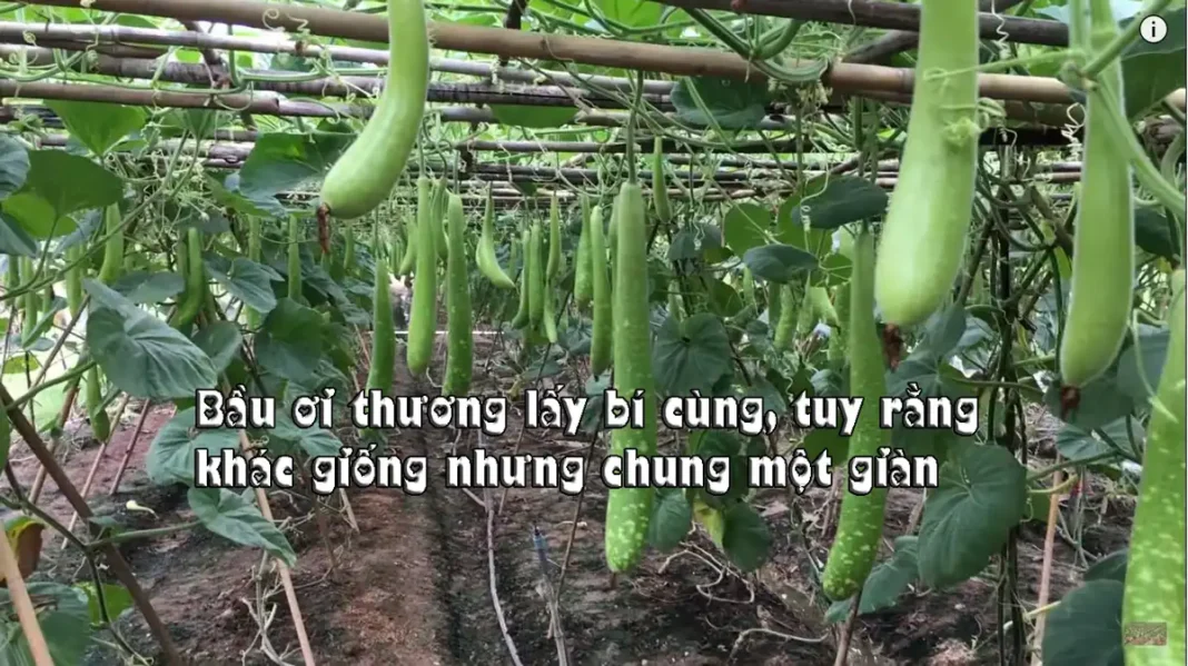 Bầu ơi thương lấy bí cùng, tuy rằng khác giống nhưng chung một giàn