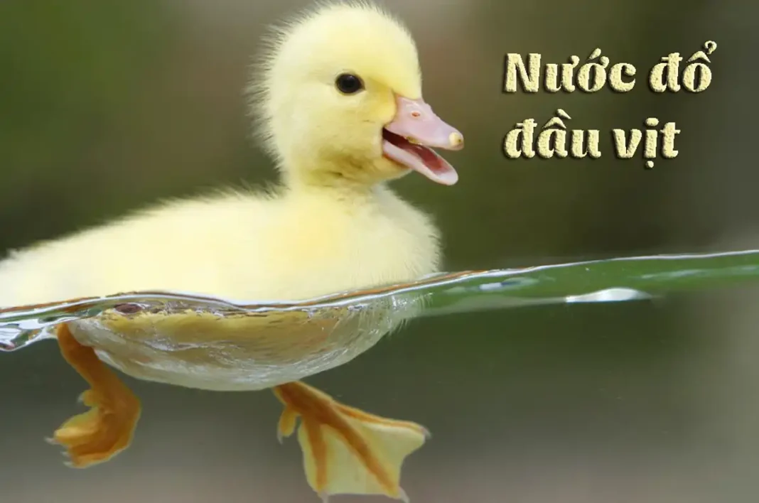 Nước đổ đầu vịt