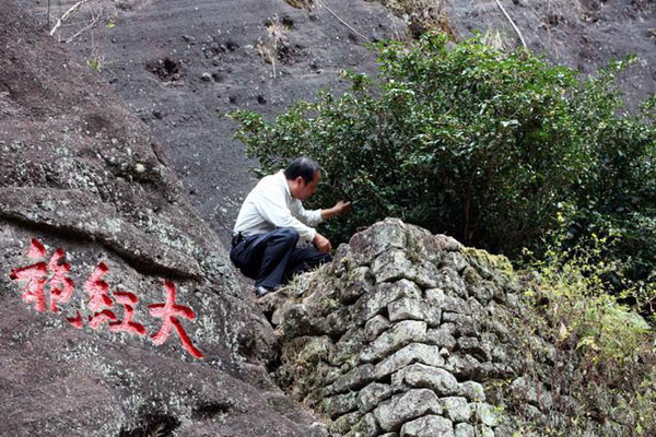 Thu hái là trà cần thận trọng tỉ mỉ và nên thu hái vào mùa xuân để đạt chất lượng tốt nhất.