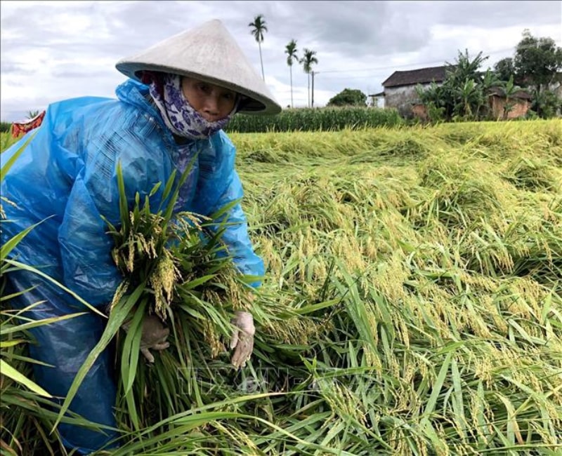 la-nina-day-anh-huong-lon-den-nong-nghiep