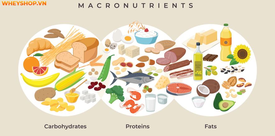 Macro là gì? Tại sao gymer được khuyên phải tính chỉ số Macro trong chế độ dinh dưỡng? Hãy cùng chúng tôi tìm hiểu qua bài viết này nhé