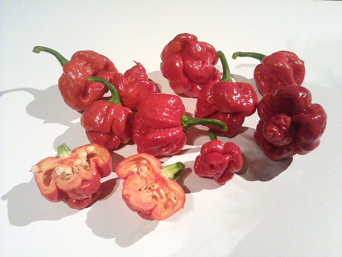 Ớt Trinidad Moruga Scorpion