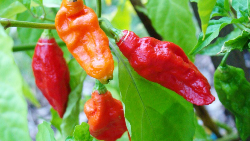 Ớt Bhut Jokila