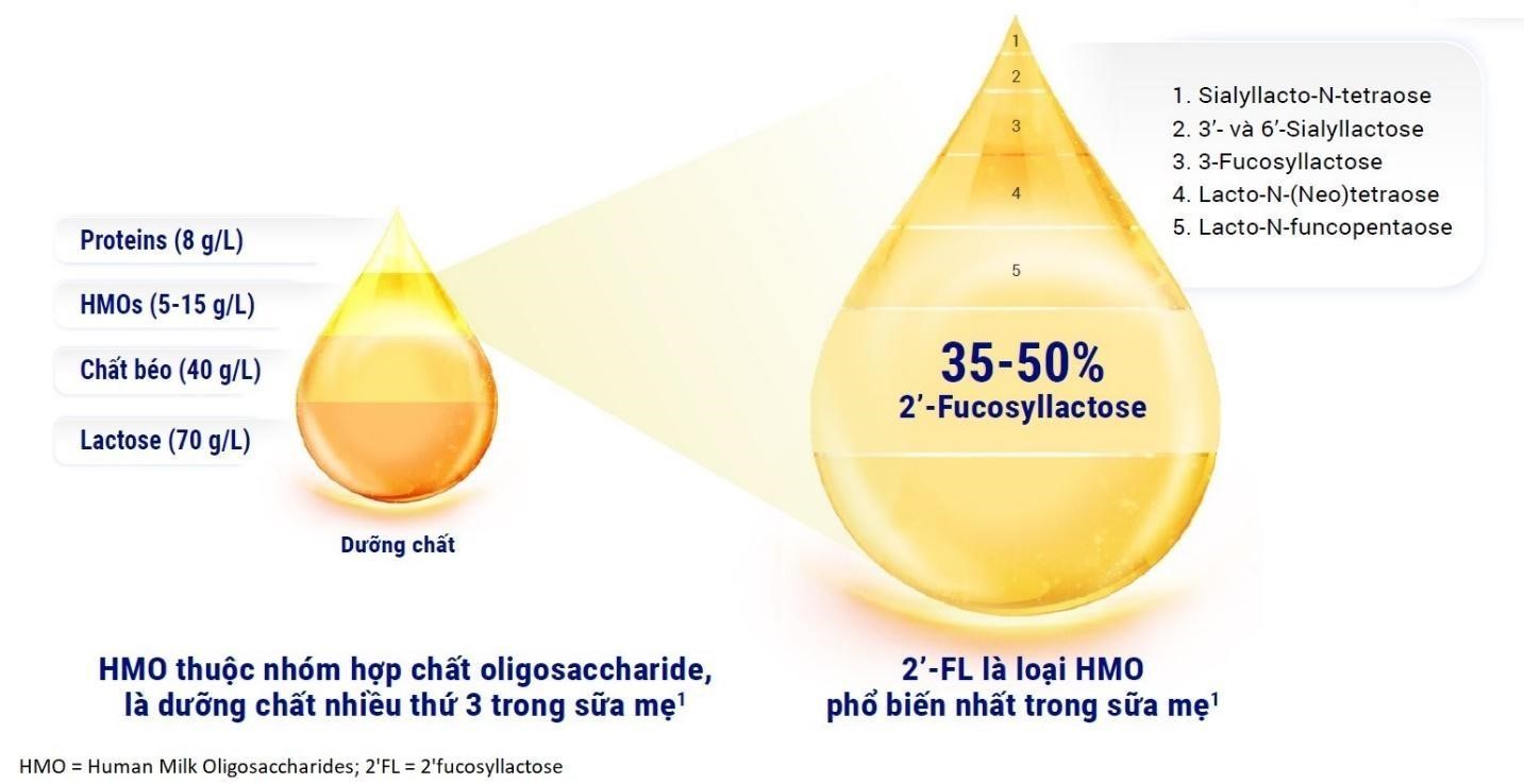 Dưỡng chất có trong HMO, theo tài liệu Plaza-Díaz J, et al. Human Milk Oligosaccharides and Immune System Development. Nutrients. 2018;10(8):1038. Đồ họa: Drcom