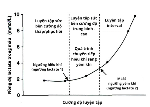 Đồ thị về các khái niệm ngưỡng lactate là gì