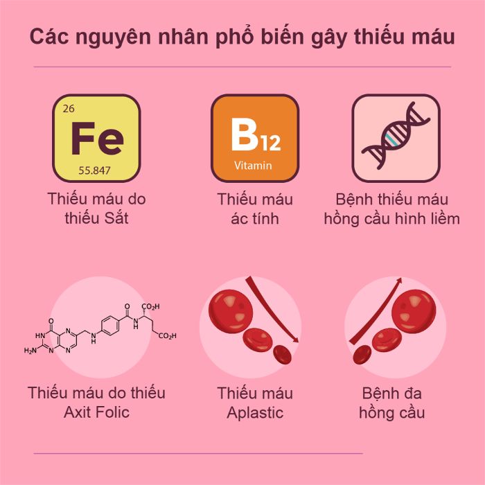 Những thực phẩm bổ máu cung cấp đầy đủ các chất dinh dưỡng, chất sắc còn thiếu cho cơ thể, đảm bảo cơ thể luôn khỏe mạnh, cuộc sống không còn bị ảnh hưởng, bỏ các chất thải, chất độc và nâng cao chất lượng máu.