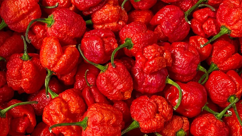 ớt Carolina Reaper