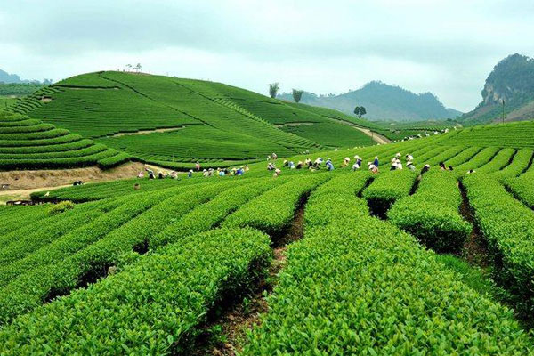 Chè Thái Nguyên không chỉ là một đồ uống thơm ngon, bổ dưỡng mà còn là một liều thuốc tinh thần cho người sử dụng.