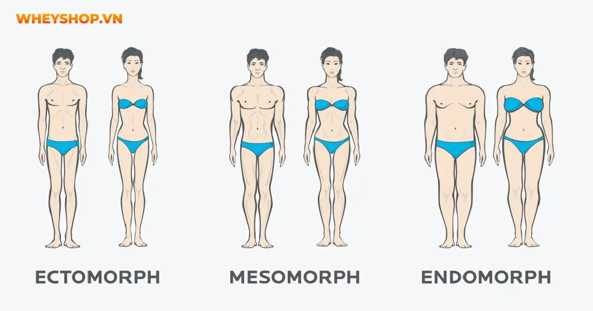 cach-tang-can-cho-tang-nguoi-ectomorph-04-min