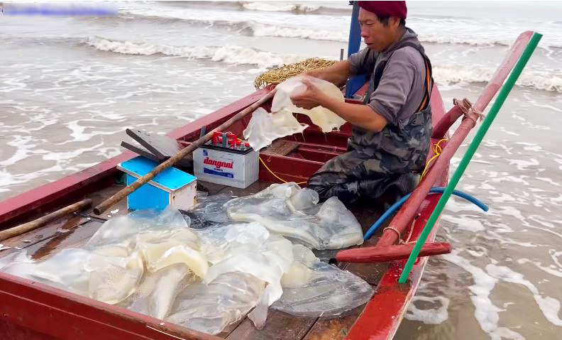 Ngư dân cắt nhỏ sứa trộn với cát biển, dân tình phẫn nộ vì 'mất vệ sinh', nghe giải thích mới ngỡ ngàng - Ảnh 3.