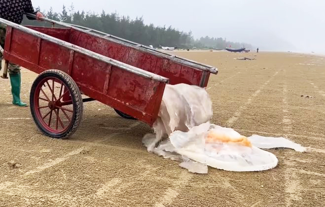 Ngư dân cắt nhỏ sứa trộn với cát biển, dân tình phẫn nộ vì 'mất vệ sinh', nghe giải thích mới ngỡ ngàng - Ảnh 4.