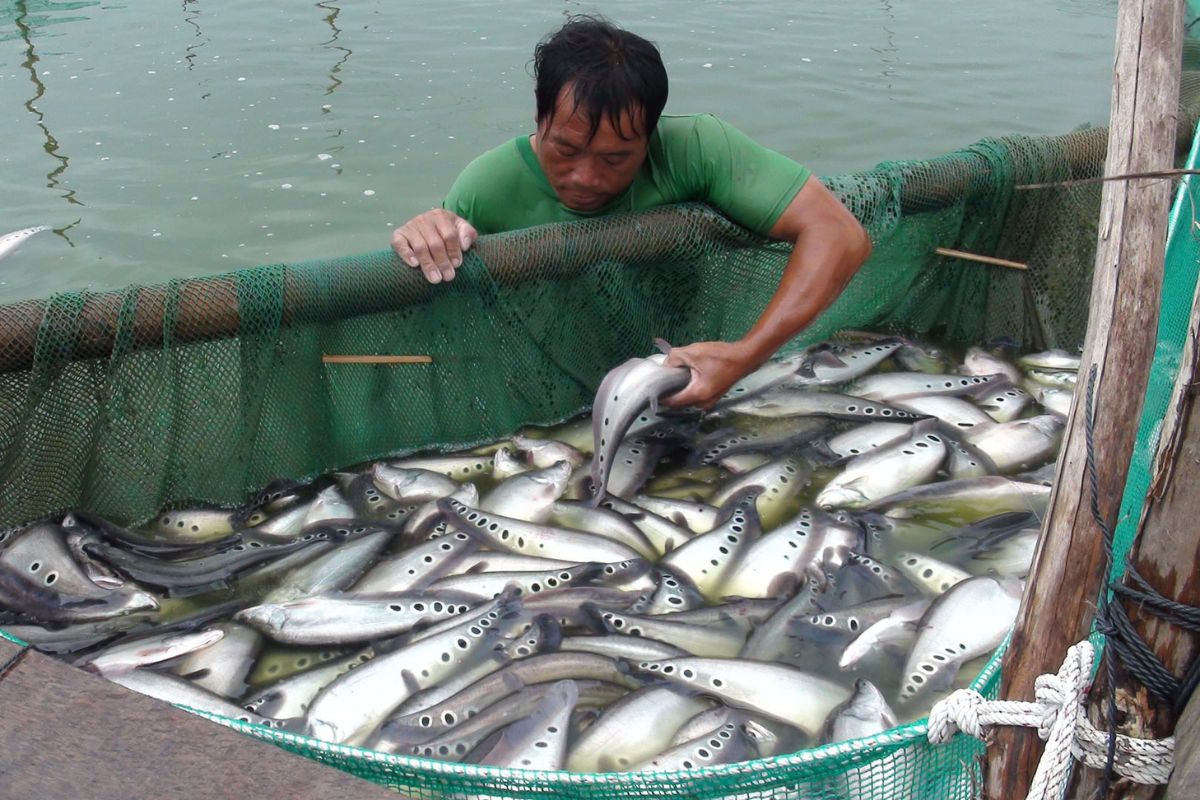 Cùng họ cá rồng nhưng số phận hẩm hiu, chỉ để lợn ăn; dân quê dùng 1 chiêu, người thành phố 'phát cuồng' - Ảnh 1.